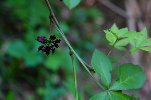 Eleutherococcus nodiflorus observed 2023-05-01