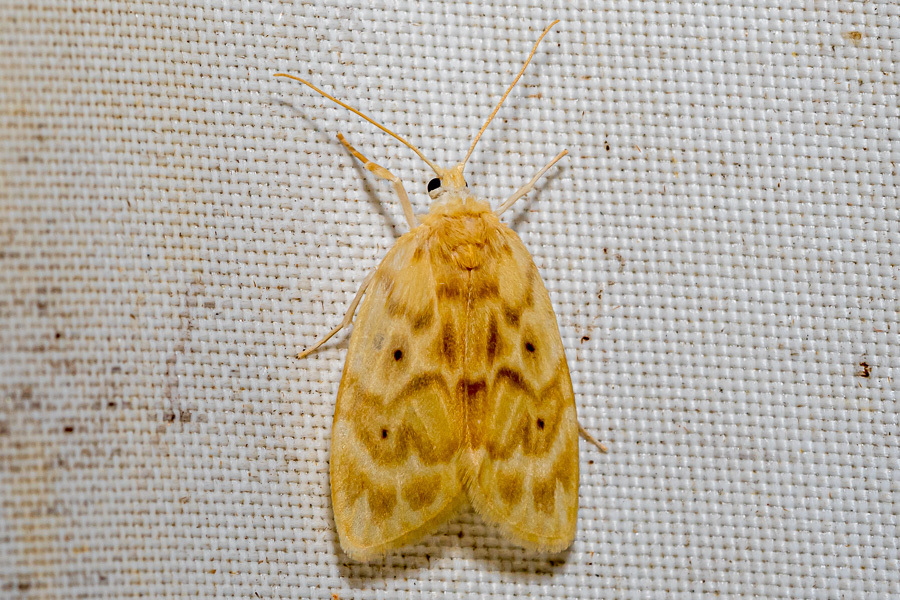 Schistophleps pyrifulvia