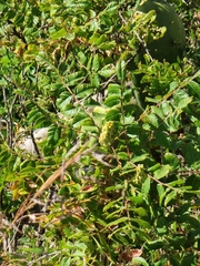 Rhus coriaria image