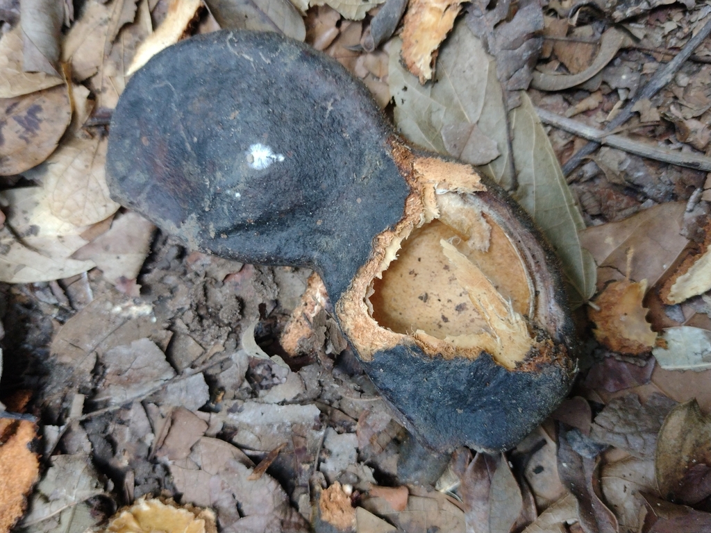 Macropsychanthus violaceus; photograph Lucas Kaminski, CC BY, iNaturalist via GBIF