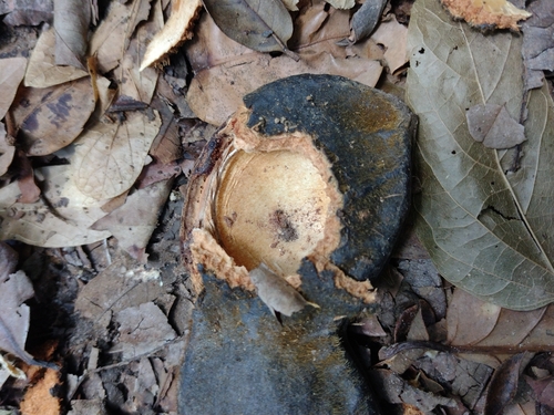 Macropsychanthus violaceus, photograph 1