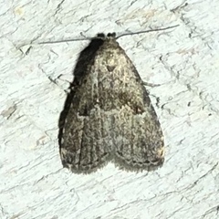 Hypenodes franclemonti