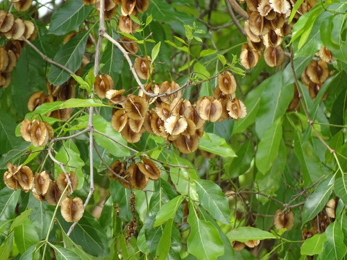 Combretum collinum