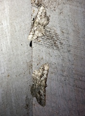 Cymatophora approximaria