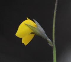 Lebeckia wrightii