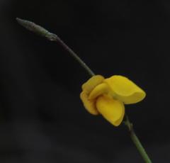 Lebeckia wrightii