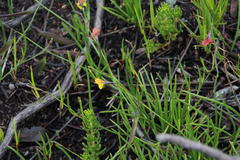 Lebeckia wrightii