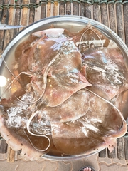 Pale-Edge Sharpnose Ray photo 1