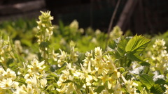 Corydalis bracteata