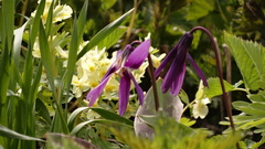 Erythronium sibiricum