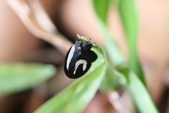 Membracis foliatafasciata