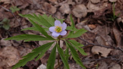 Anemonoides caerulea