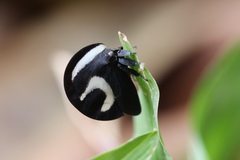 Membracis foliatafasciata