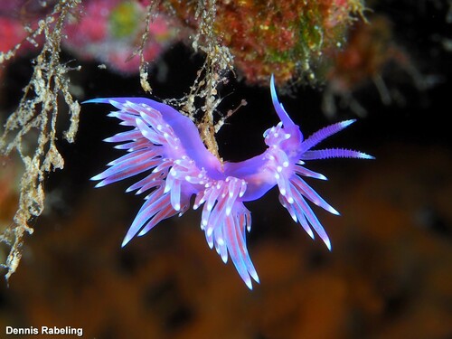 Mediterranean Violet Aeolid, Las Palmas, ES-CN, ES, photo 8 of 10