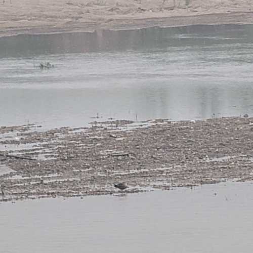 Eastern Spot-billed Duck