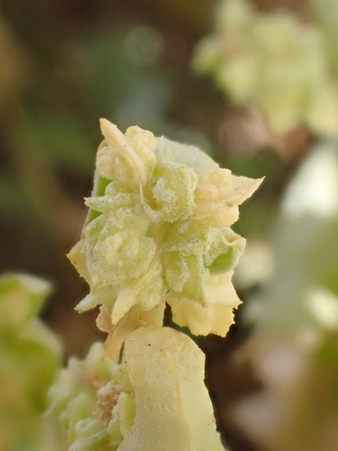 Atriplex image