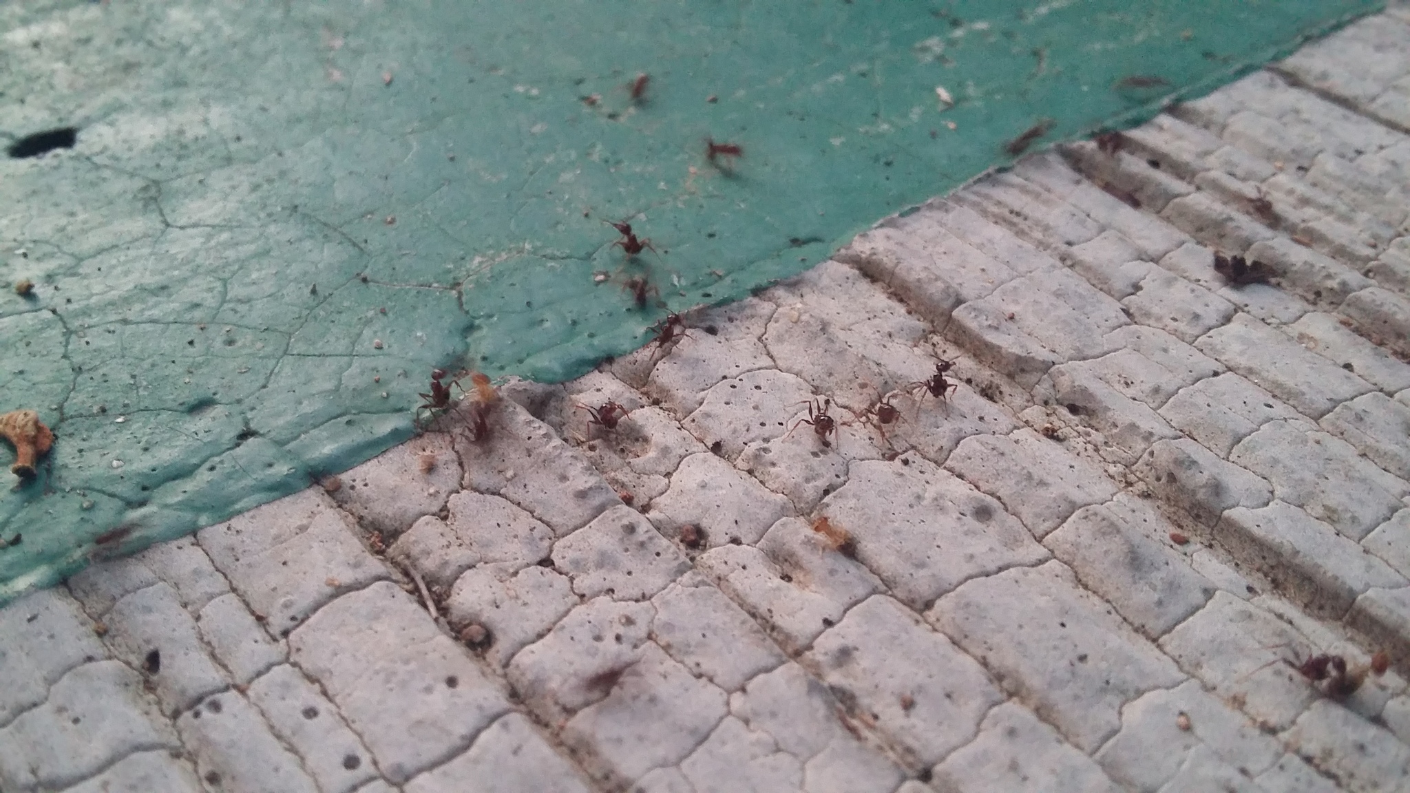 Pheidole skwarrae