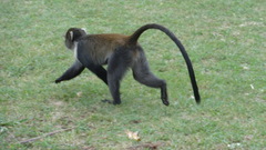 Cercopithecus mitis kolbi