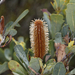 Mountain Banksia - Photo (c) Steve Dew, some rights reserved (CC BY-NC), uploaded by Steve Dew