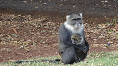 Cercopithecus mitis kolbi