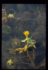 Bidens beckii