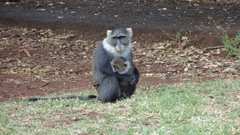 Cercopithecus mitis kolbi