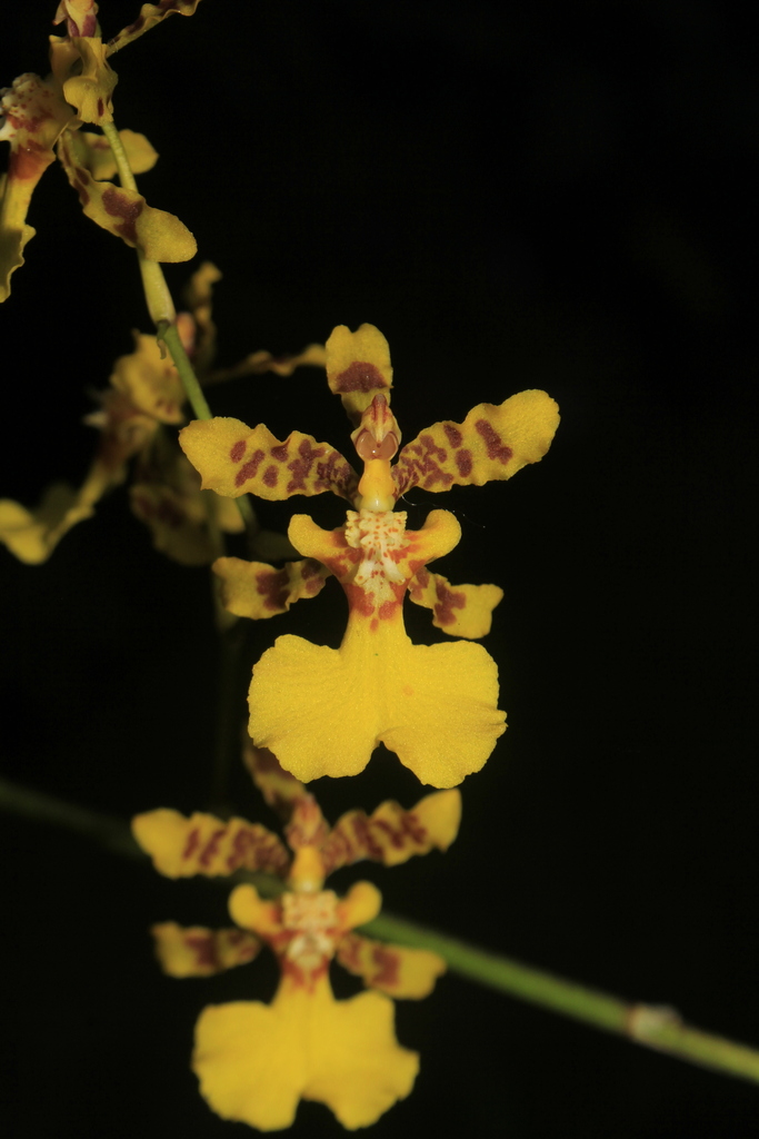 Oncidium tipuloides