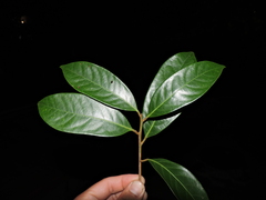 Coto (Aniba firmula)