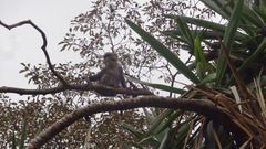 Cercopithecus mitis kolbi