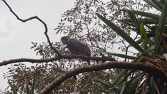 Cercopithecus mitis kolbi