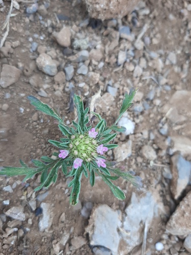 Lomelosia stellata image