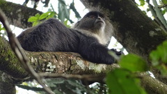 Cercopithecus mitis kolbi