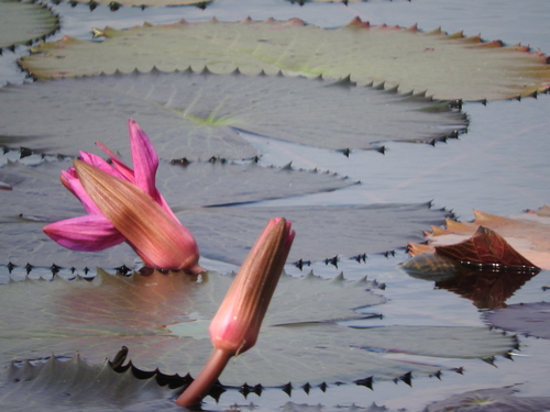 Nymphaea rubra