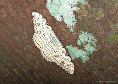 Thysania agrippina
