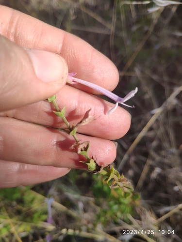 Trumpet basil (Ocimum tubiforme)
