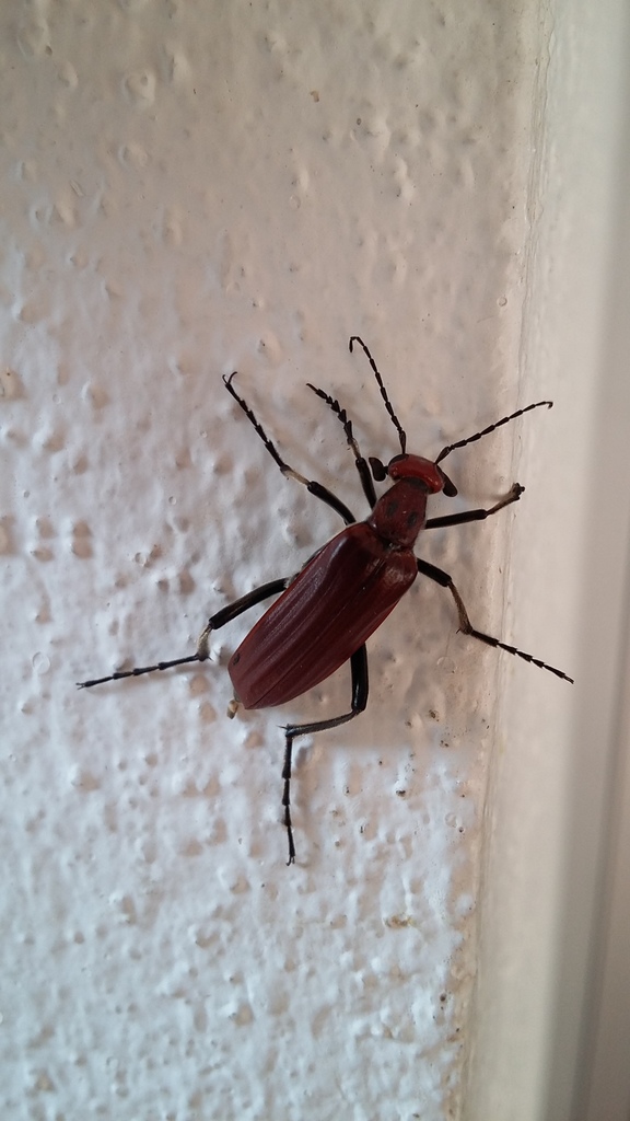 Pyrota Lineata Pyrota from La Huerta, Jal., México on July 5, 2018 at 07:41 AM by ...