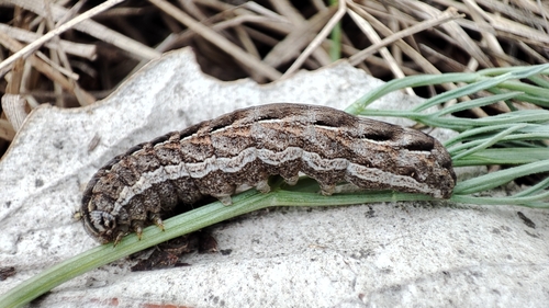 Pale-shouldered Brocade