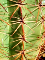 Melocactus peruvianus
