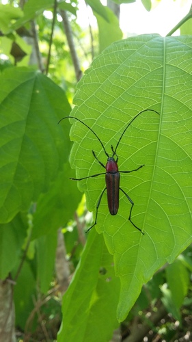 Stenobatyle prolixa