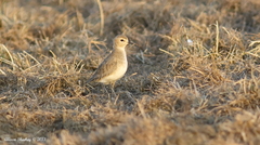 Charadrius montanus