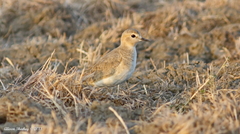 Charadrius montanus