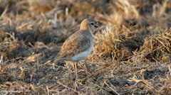Charadrius montanus
