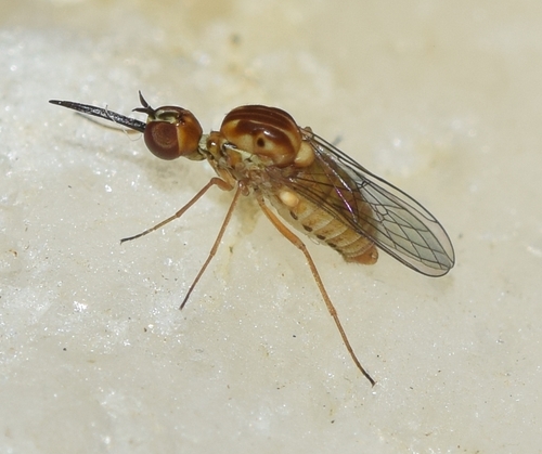 Cyrtisiopsis melleus
