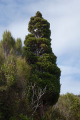 Libocedrus bidwillii