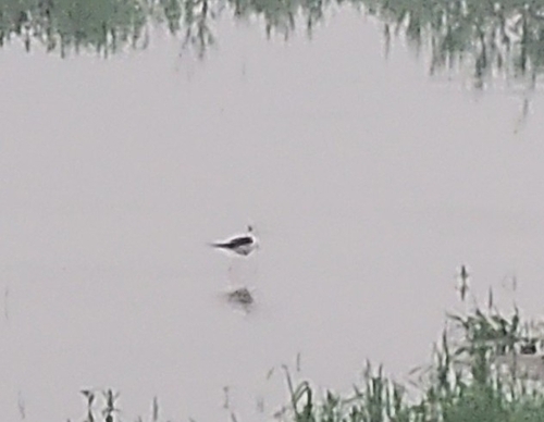 Black-winged Stilt