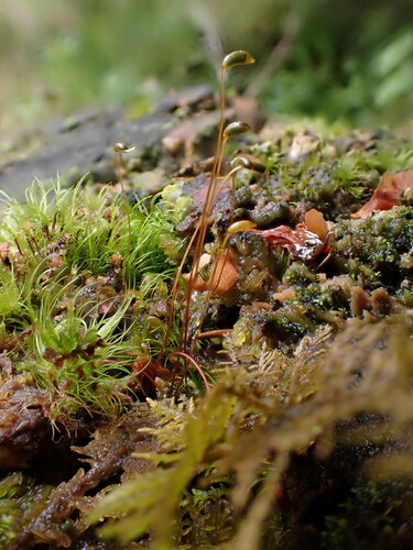 Pseudohygrohypnum fertile observed 2023-05-07