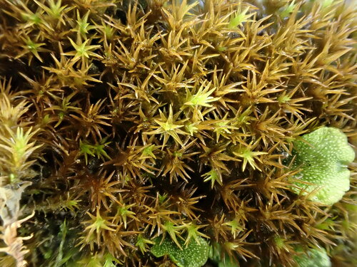 Hymenostylium
