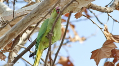 Psittacula krameri