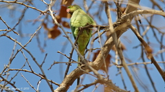 Psittacula krameri