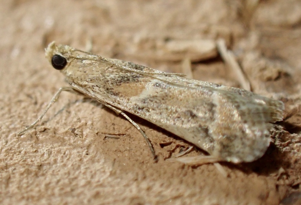 Ancylosis samaritanella
